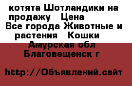 котята Шотландики на продажу › Цена ­ 5 000 - Все города Животные и растения » Кошки   . Амурская обл.,Благовещенск г.